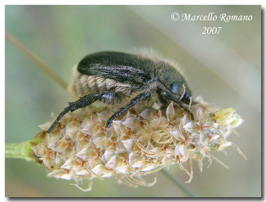 A spasso sulle Alpi Marittime: 16. Anisoplia bromicola